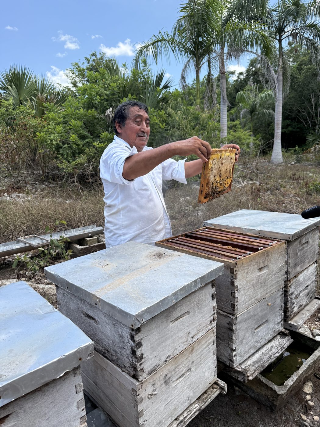 Don Pascual at his hives in Mexico